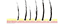 毛发样本